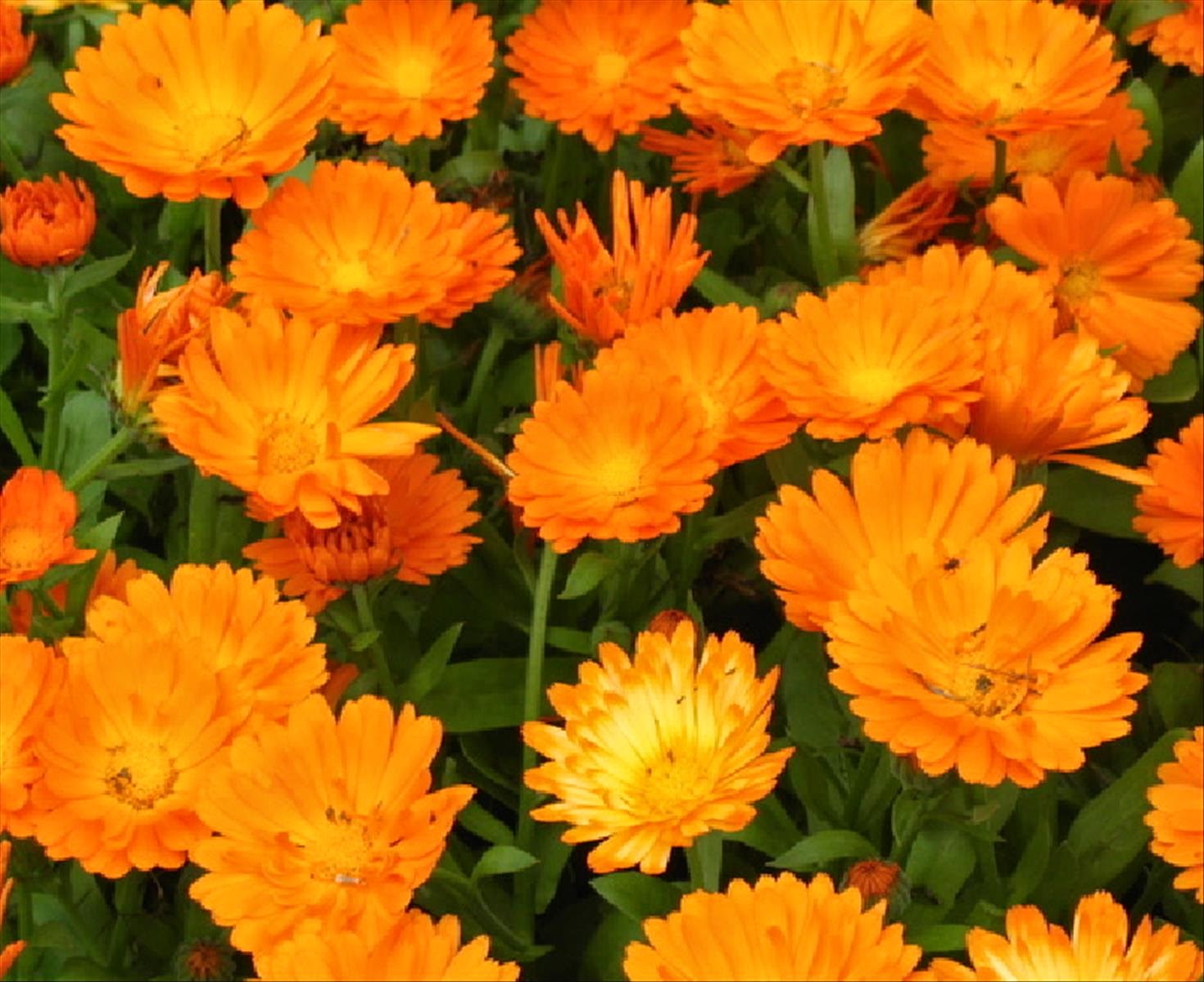 Gălbenelele – Florile aurii cu puteri vindecătoare